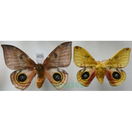 Automeris io (Fabricius, 1775) pair ex. ovo USA40b